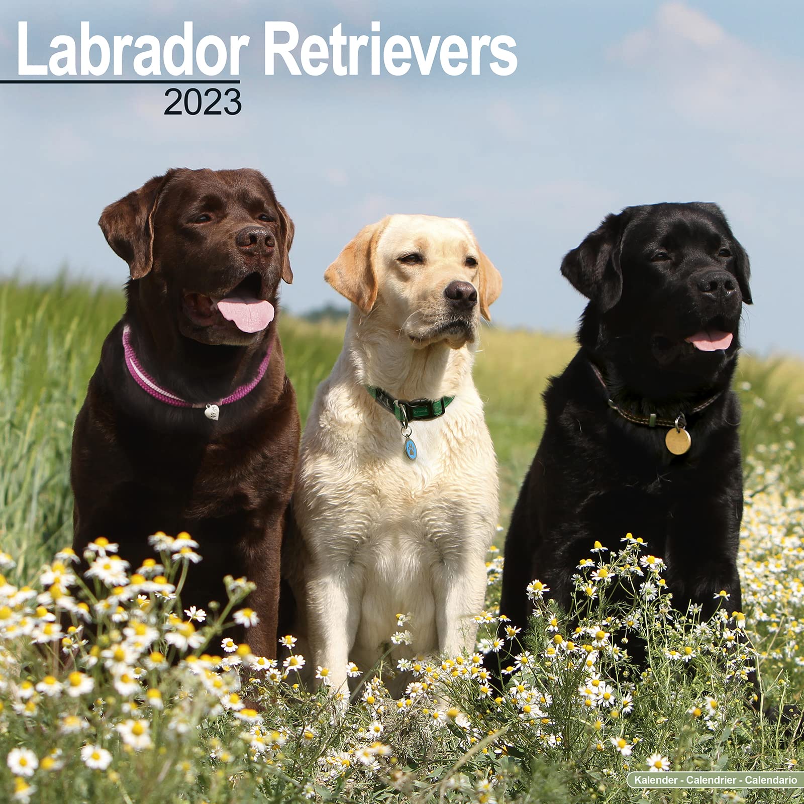Labrador Retriever 2023 - 16-Monatskalender: Original Avonside-Kalender (Wall-Kalender) Pets