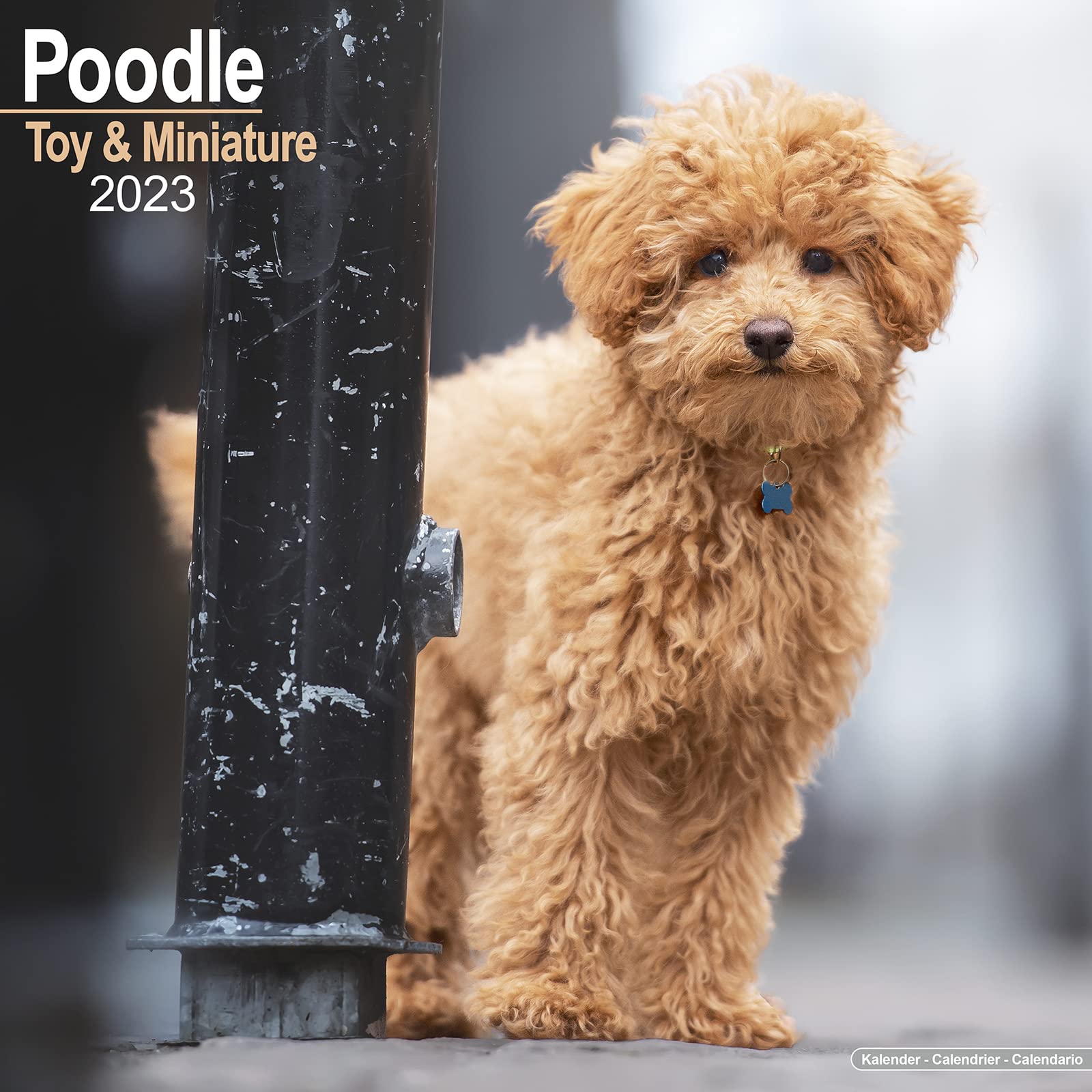 Toy and Miniature Poodle - Toypudel und Zwergpudel 2023 - 16-Monatskalender: Original Avonside-Kalender (Wall-Kalender) Pets