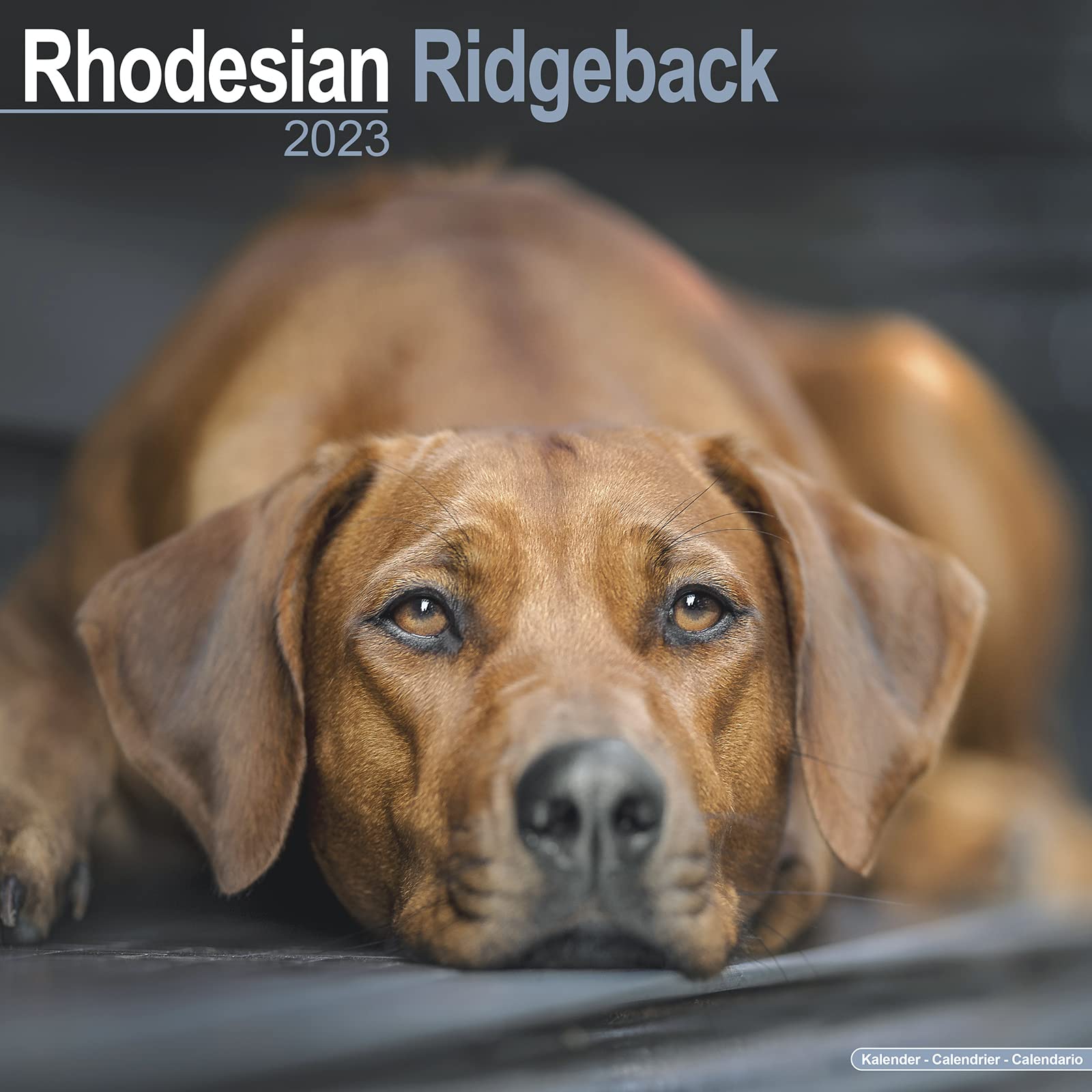 Rhodesian Ridgeback - Afrikanischer Löwenhund 2023 - 16-Monatskalender: Original Avonside-Kalender (Wall-Kalender) Pets