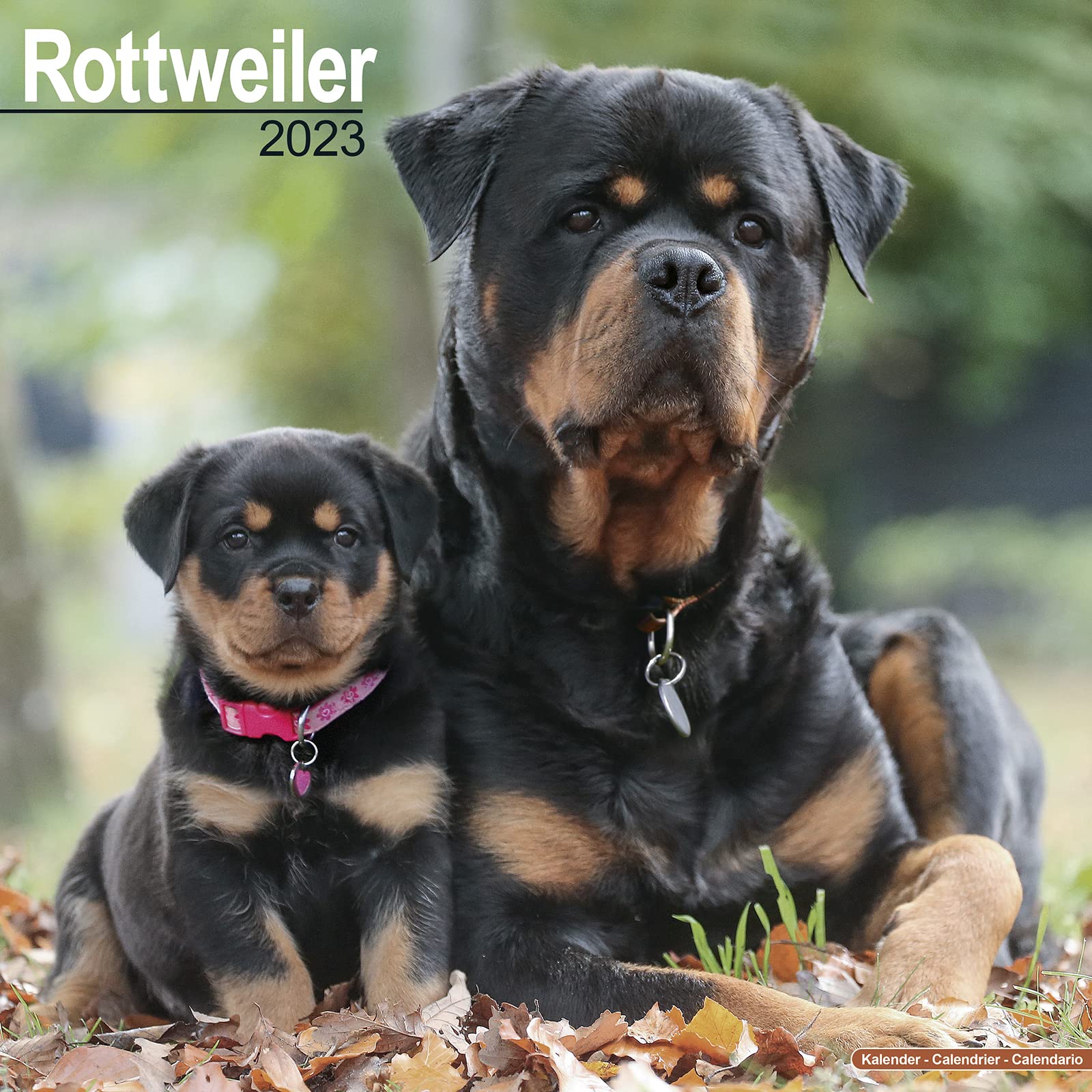 Rottweiler - Rottweiler 2023 - 16-Monatskalender: Original Avonside-Kalender (Wall-Kalender) Pets