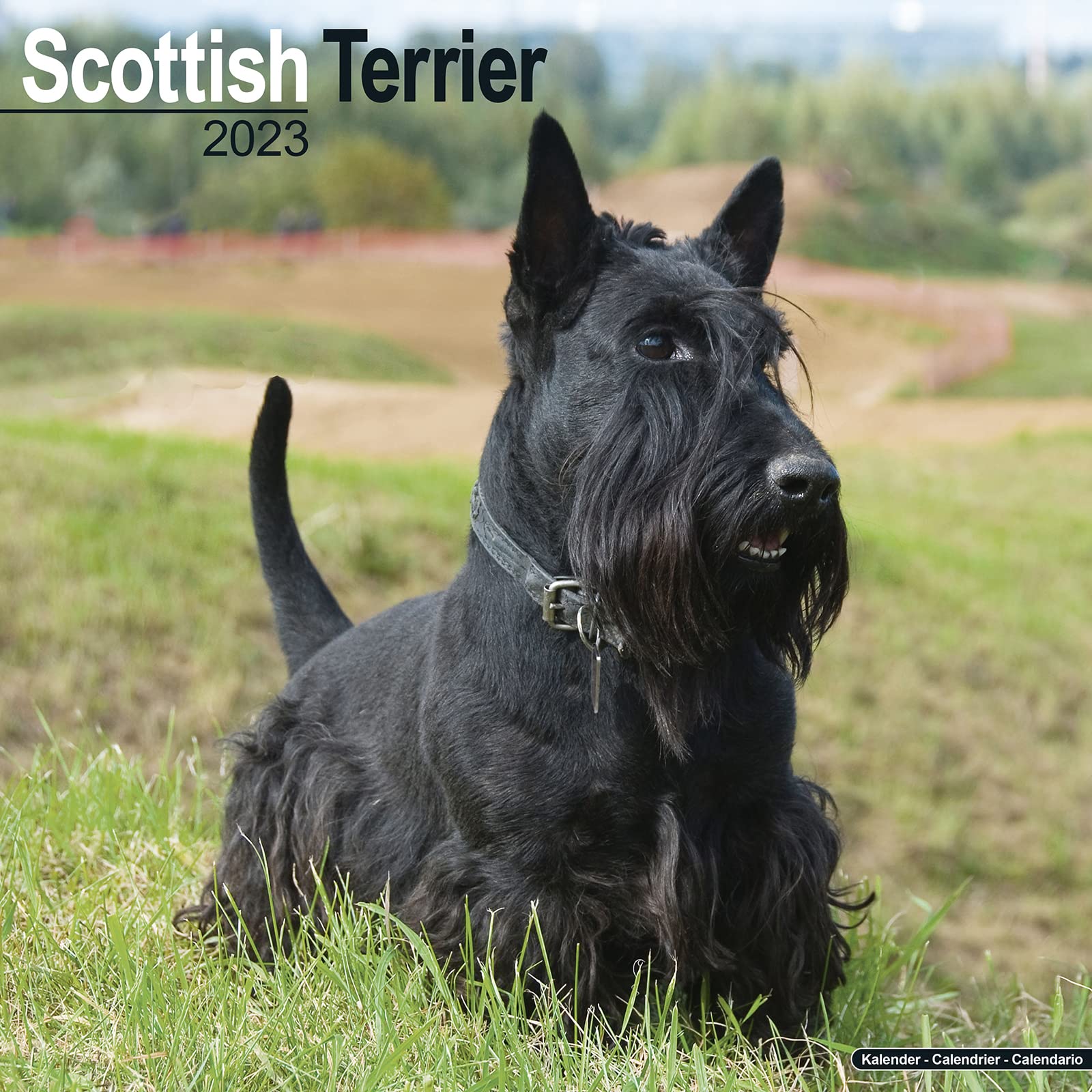 Scottish Terrier - Scottish Terrier 2023 - 16-Monatskalender: Original Avonside-Kalender (Wall-Kalender) Pets