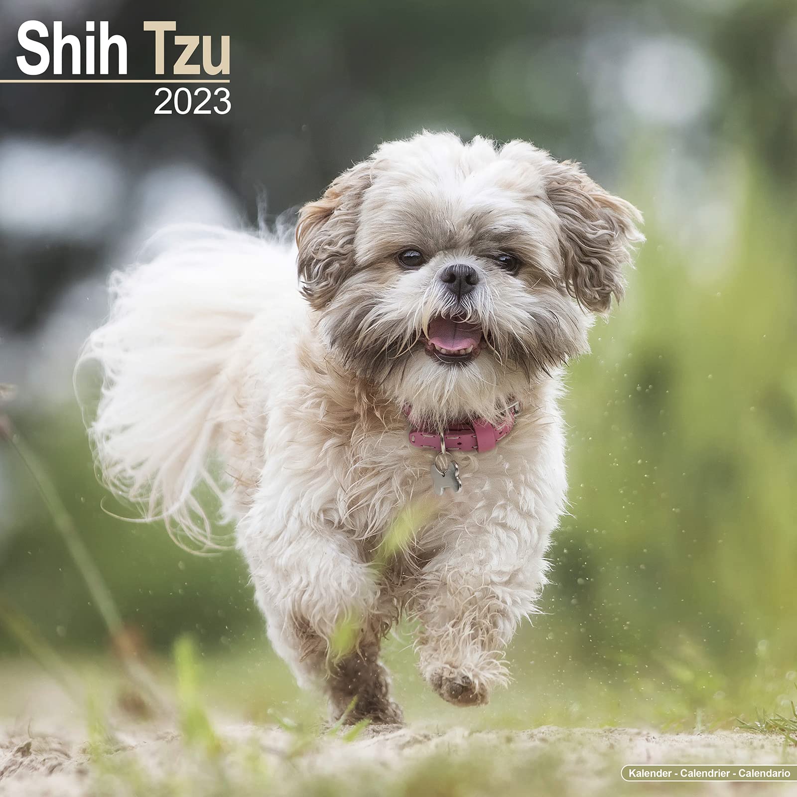 Shih Tzu 2023 – 16-Monatskalender: Original Avonside-Kalender (Wall-Kalender) Pets