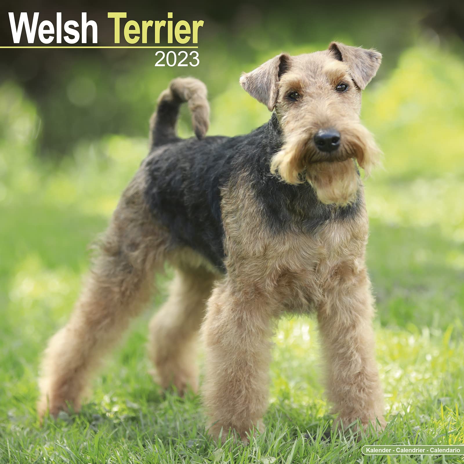 Welsh Terrier 2023 – 16-Monatskalender: Original Avonside-Kalender (Wall-Kalender) Pets