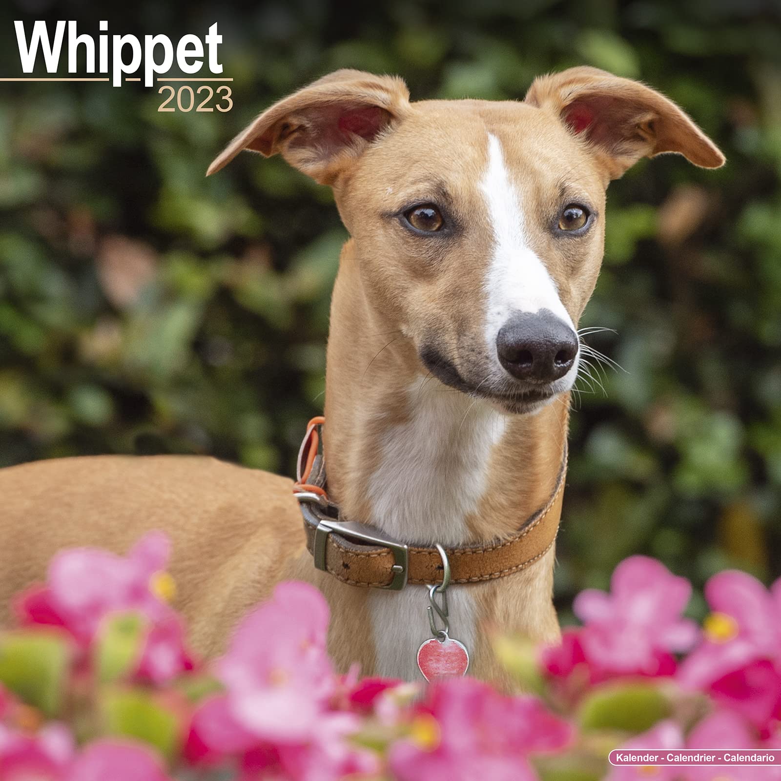 Whippet - Kleine Englische Windhunde 2023 - 16-Monatskalender: Original Avonside-Kalender (Wall-Kalender) Pets
