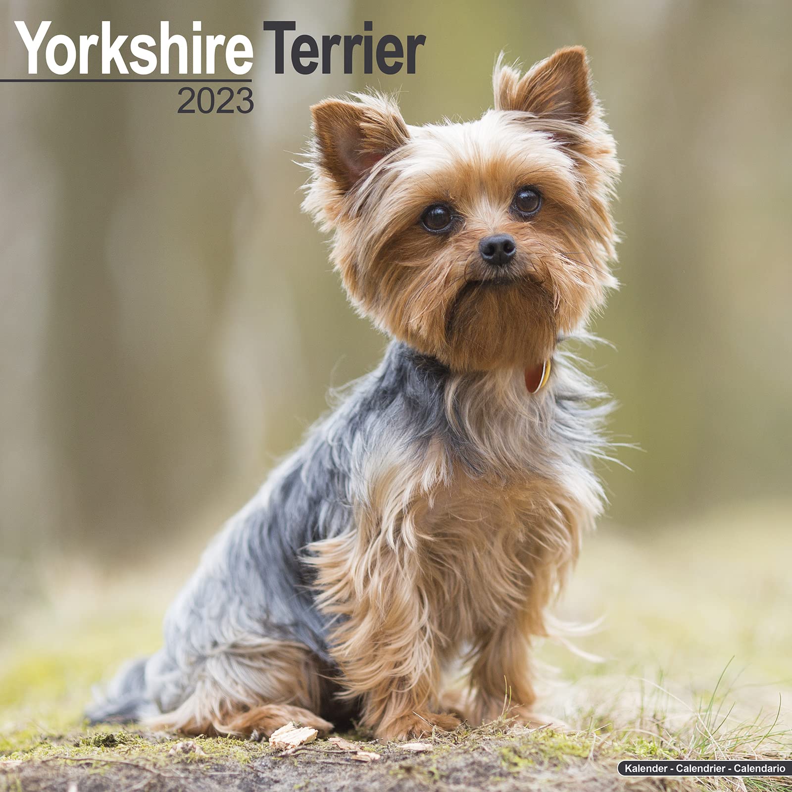Yorkshire Terrier - Yorkshire Terrier 2023 - 16-Monatskalender: Original Avonside-Kalender (Wall-Kalender) Pets