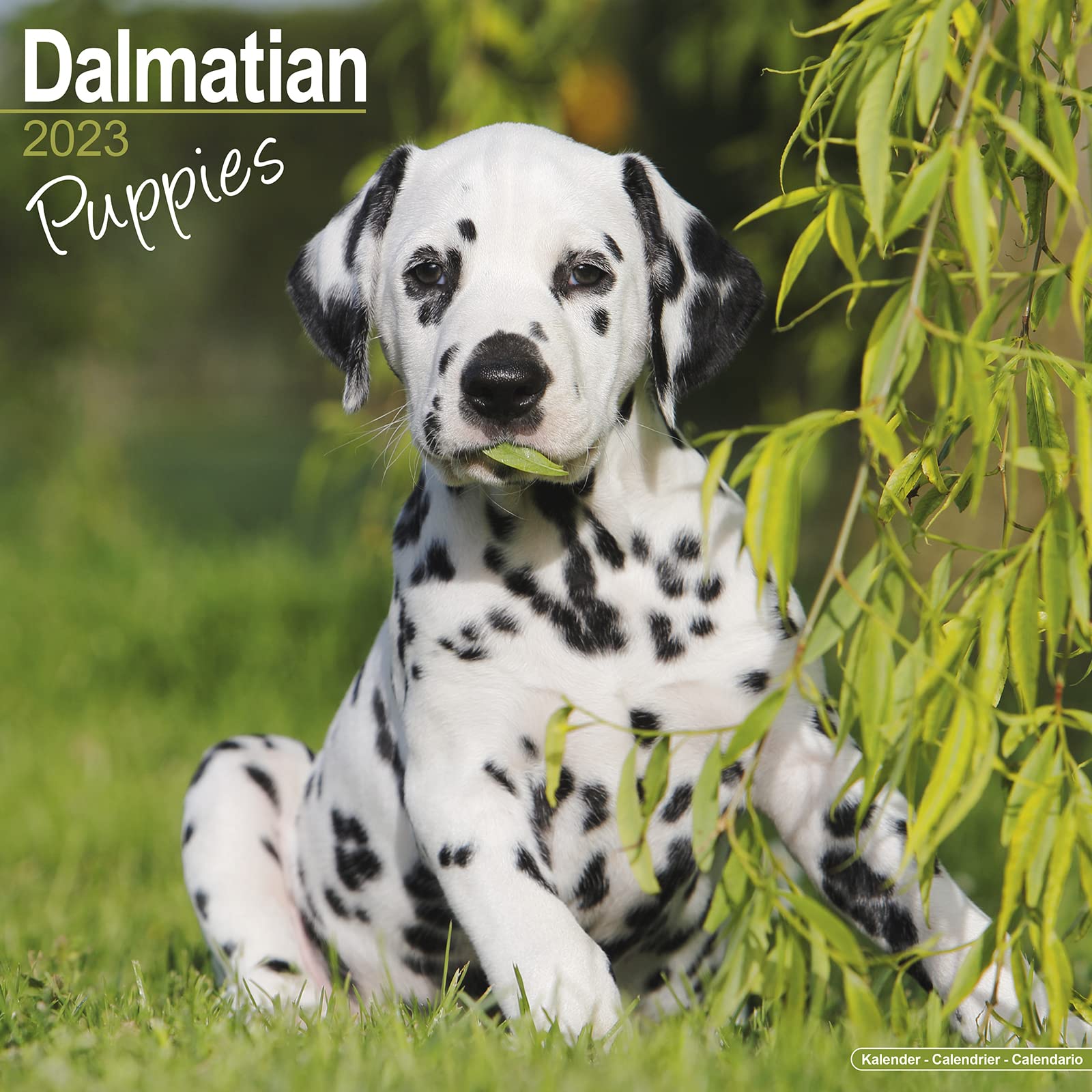 Dalmatian Puppies – Dalmatiner Welpen 2023 – 16-Monatskalender: Original Avonside-Kalender (Wall-Kalender) Pets