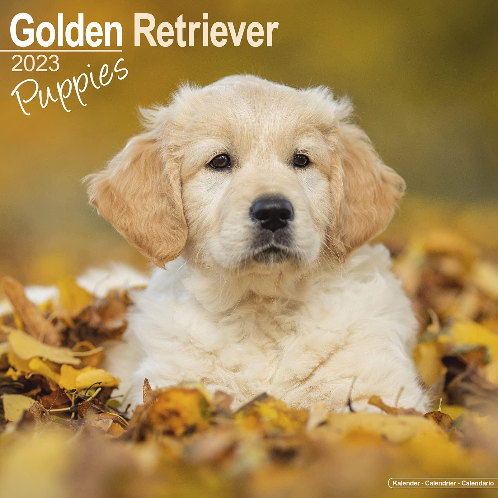 Golden Retriever Puppies - Golden Retriever-Welpen 2023 - 16-Monatskalender: Original Avonside-Kalender (Wall-Kalender) Pets