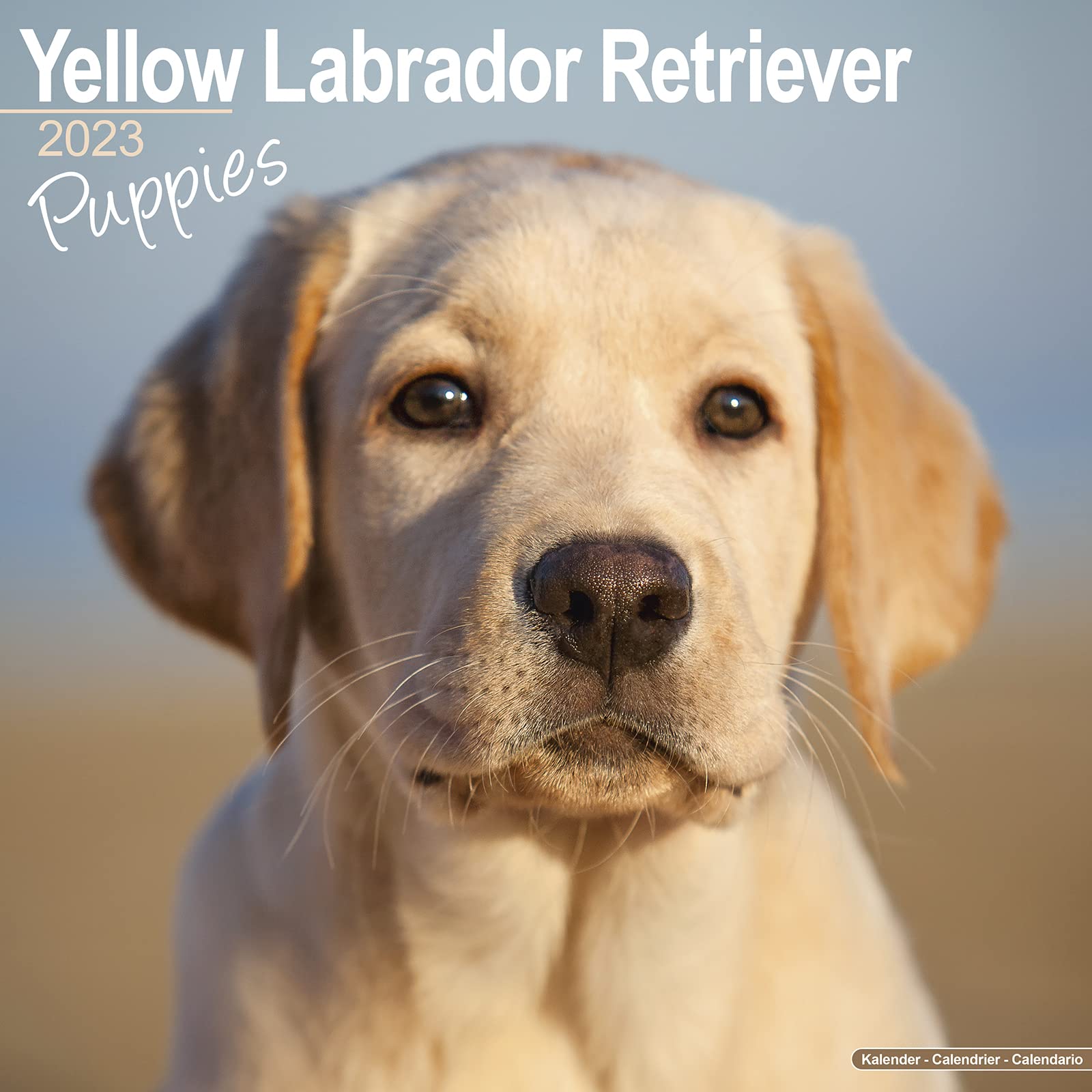 Yellow Labrador Retriever Puppies 2023 Wall Calendar book