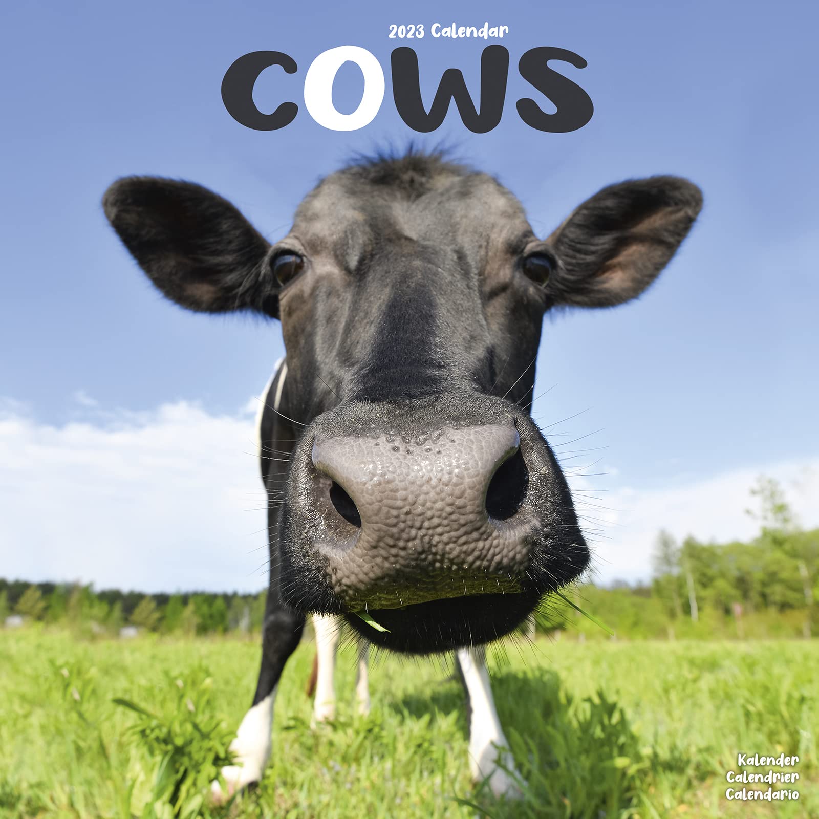 Cows - Kühe 2023 - 16-Monatskalender: Original Avonside-Kalender (Wall-Kalender) Leisure, Home & Garden