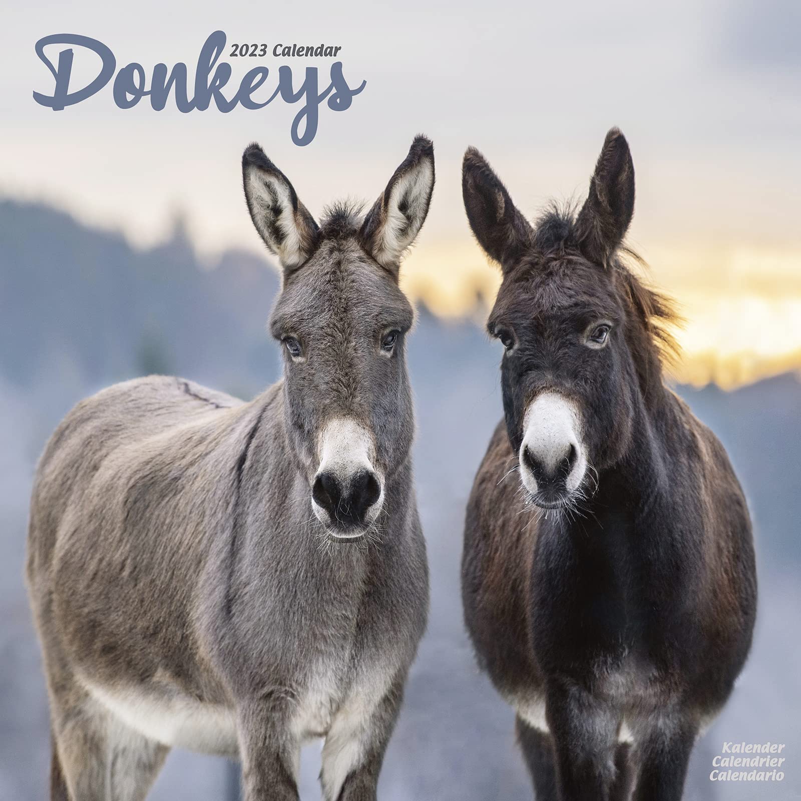 Donkeys - Esel 2023 - 16-Monatskalender: Original Avonside-Kalender (Wall-Kalender) Leisure, Home & Garden