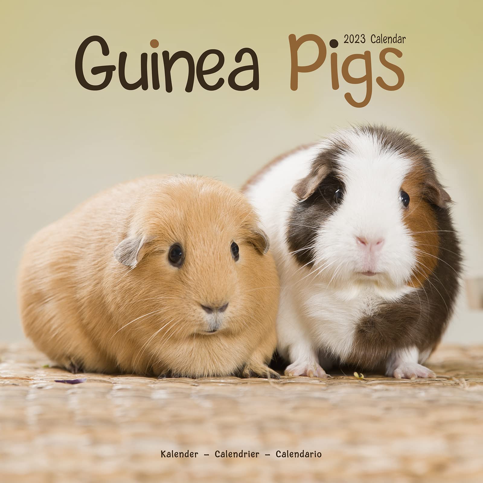 Guinea Pigs - Meerschweinchen 2023 - 16-Monatskalender: Original Avonside-Kalender (Wall-Kalender) book