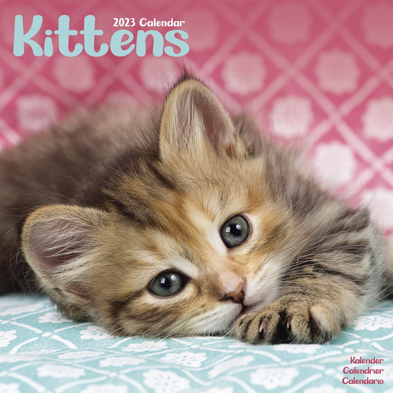 Kittens - Kätzchen 2023 - 16-Monatskalender: Original Avonside-Kalender (Wall-Kalender) Pets