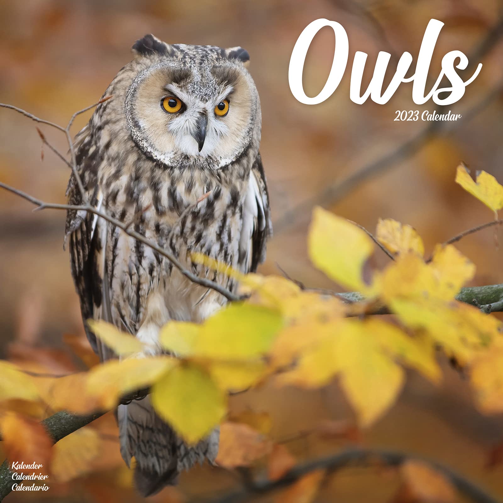 Owls - Eulen 2023 - 16-Monatskalender: Original Avonside-Kalender (Wall-Kalender) Leisure, Home & Garden