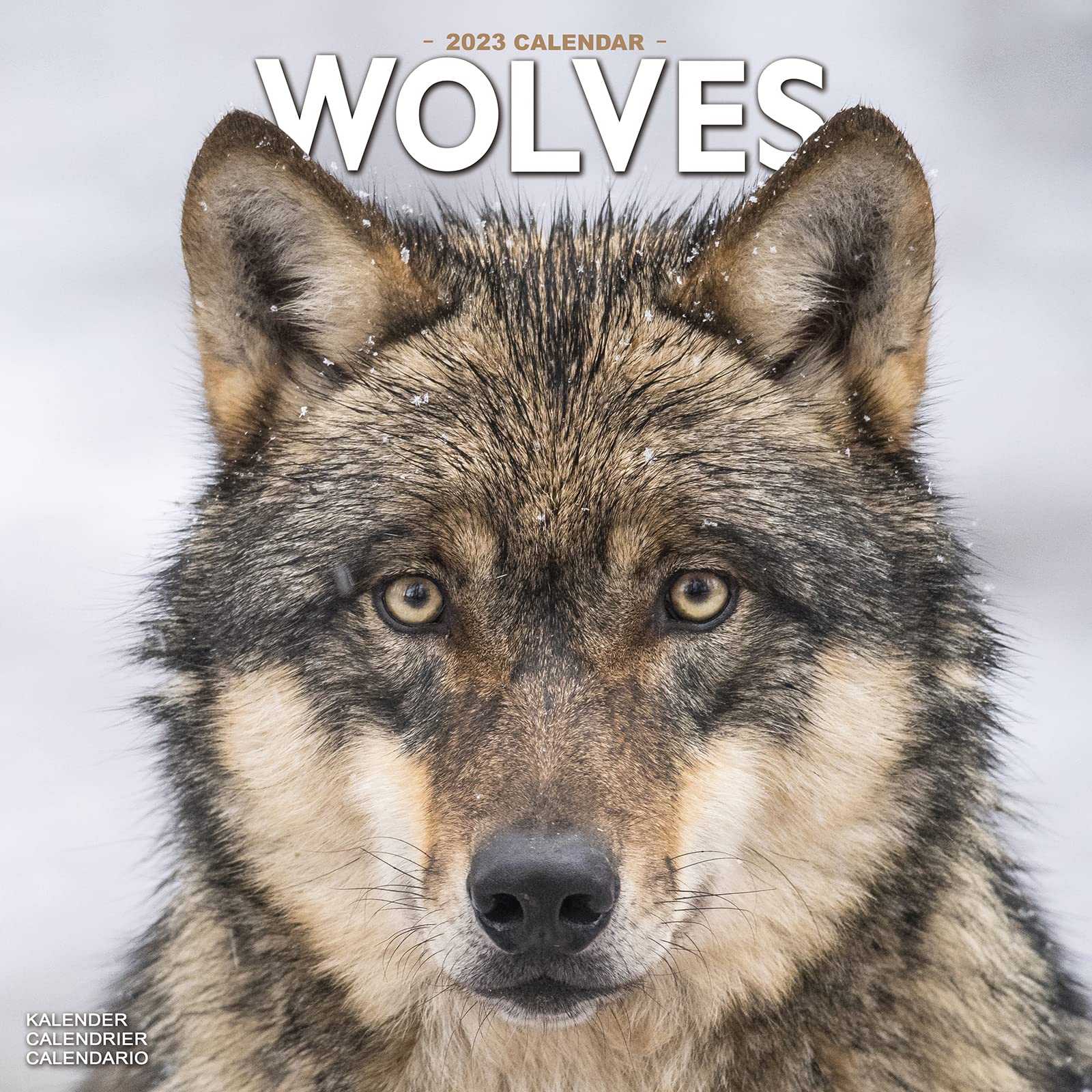 Wolves – Wölfe 2023 – 16-Monatskalender: Original Avonside-Kalender (Wall-Kalender) Leisure, Home & Garden