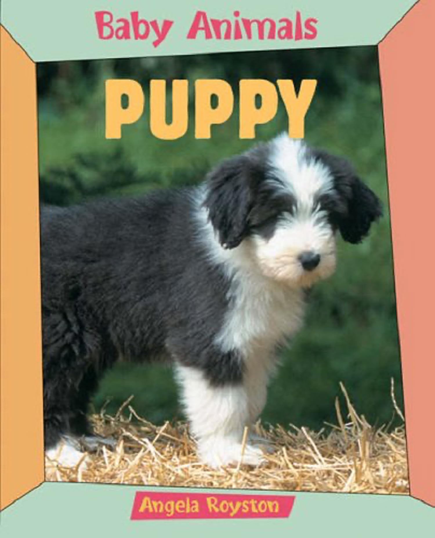 Baby Animals Puppy Pets