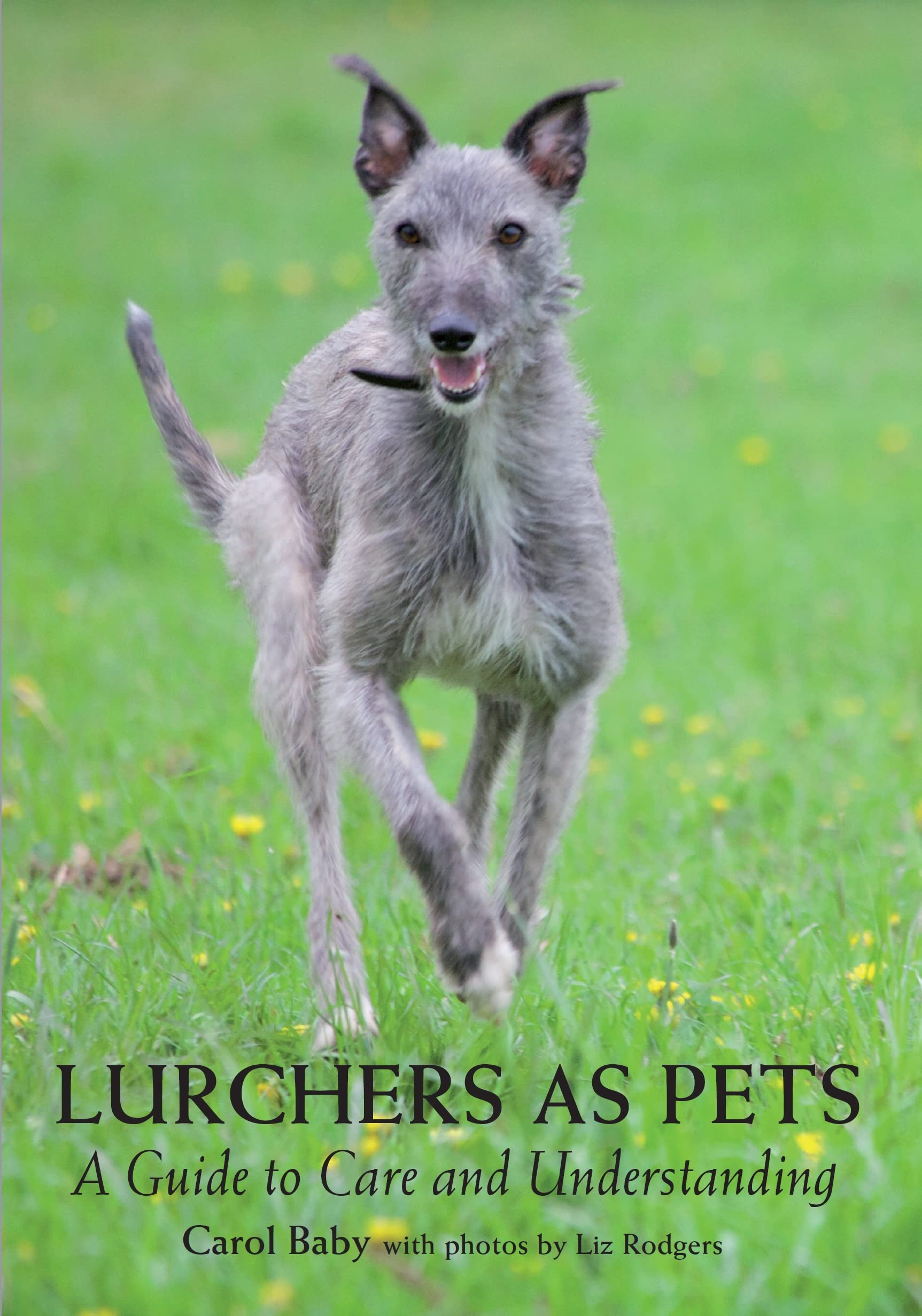 Lurchers As Pets: A Guide to Care and Understanding Pets
