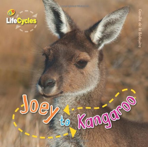 Life Cycle Joey to Kangaroo Non-fiction