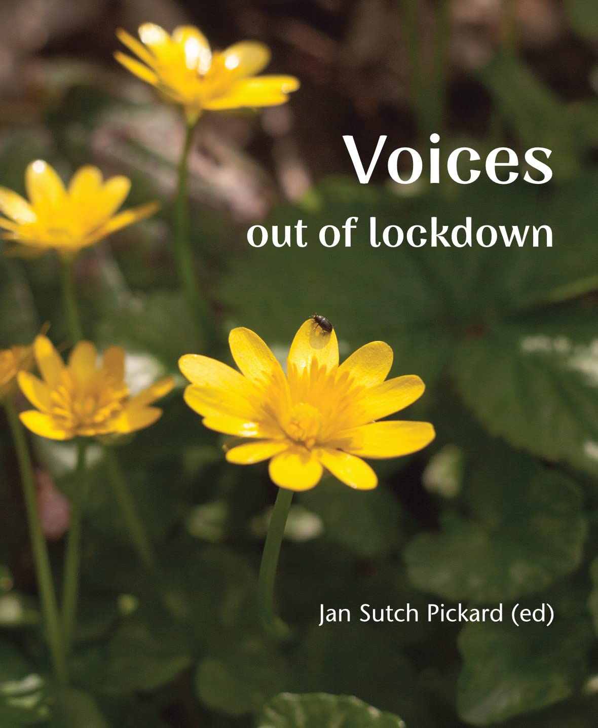 Voices Out of Lockdown Poetry