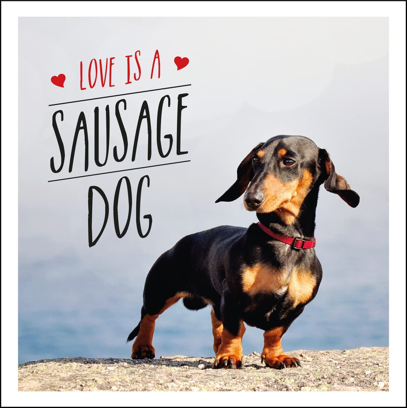 Love is a Sausage Dog Humour & Satire