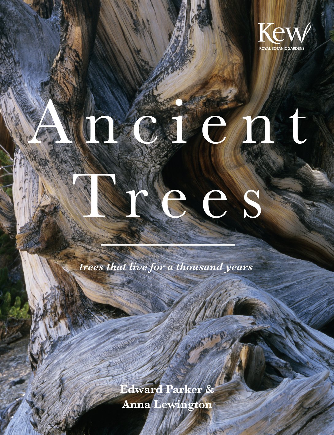 Ancient Trees: Trees that live for a thousand years (National Trust History & Heritage) Leisure, Home & Garden