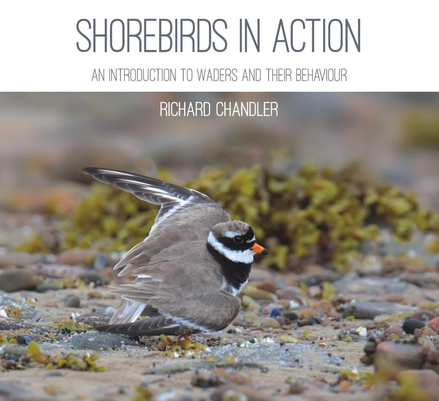 Shorebirds in Action Mathematics Books