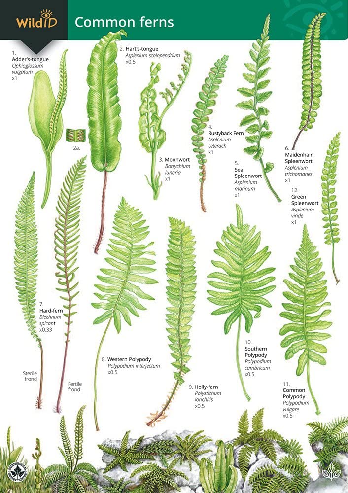 Key to Common Ferns Mathematics