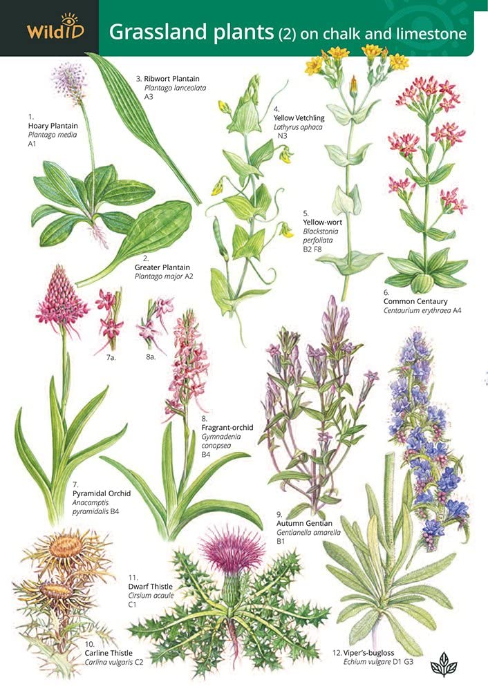 Guide to Grassland Plants 2: Chalk and Limestone Mathematics