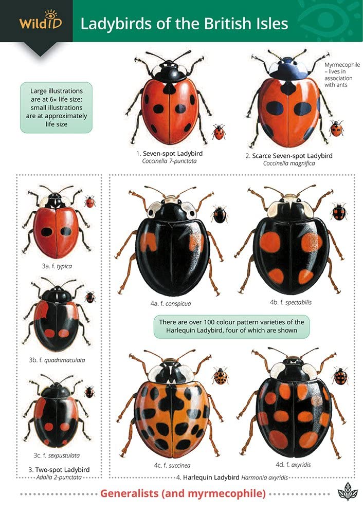 Guide to Ladybirds of the British Isles Mathematics