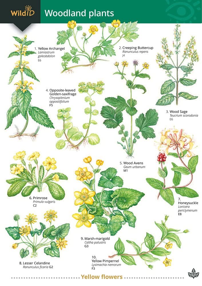 Guide to Woodland Plants (Field Studies Council Occasional Publications S.) Mathematics