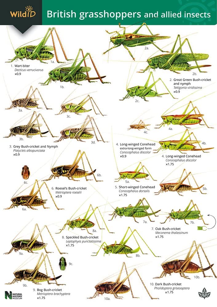 Guide to British Grasshoppers and Allied Insects (Occasional Publications S.) Mathematics