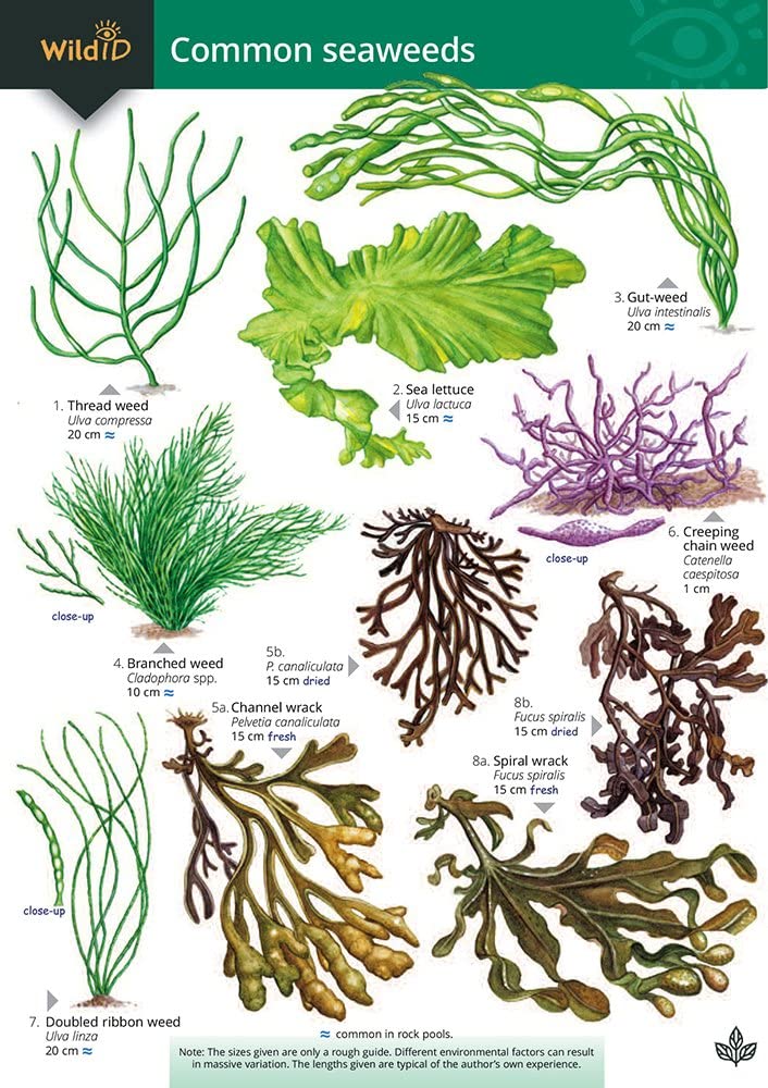 A Key to Common Seaweeds (Occasional Publications S.) Mathematics