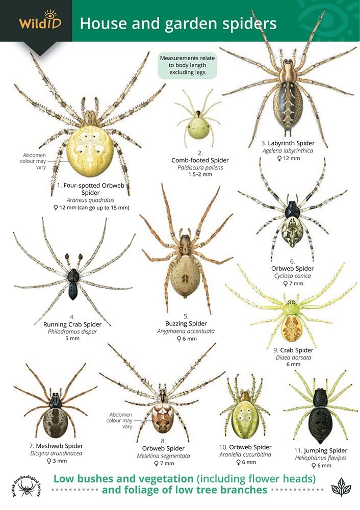 A Guide to House and Garden Spiders Natural Sciences
