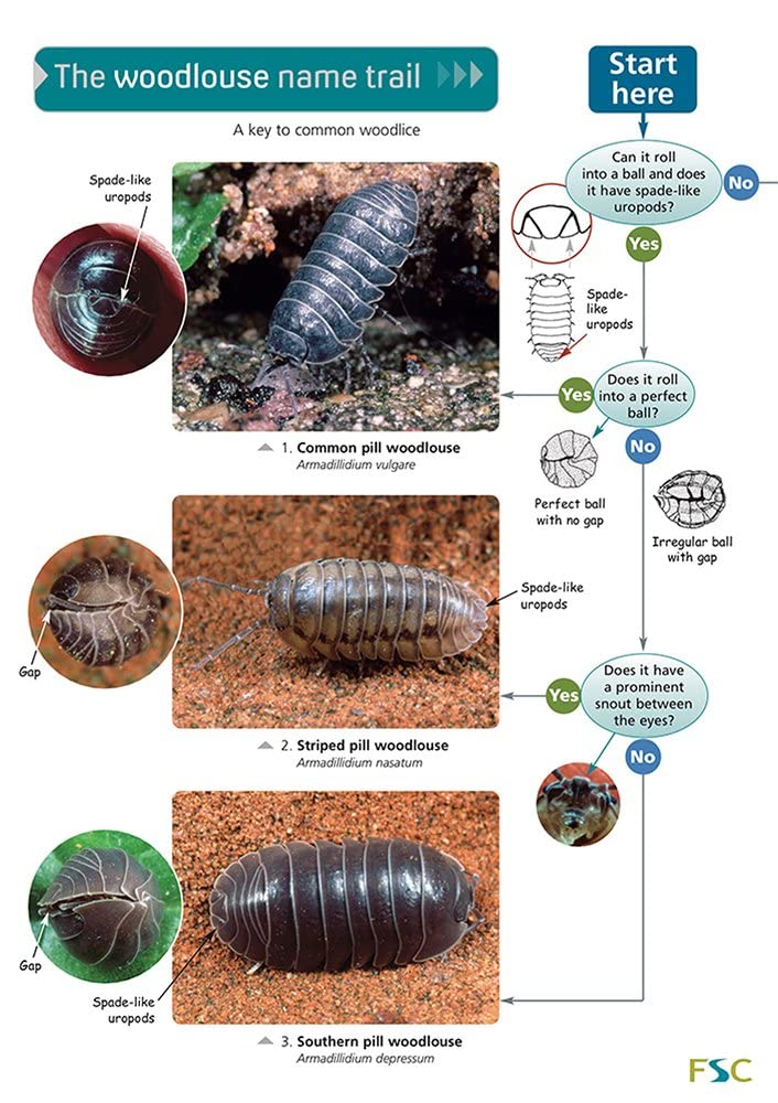 The Woodlouse Name Trail (Occasional Publications S.) Mathematics