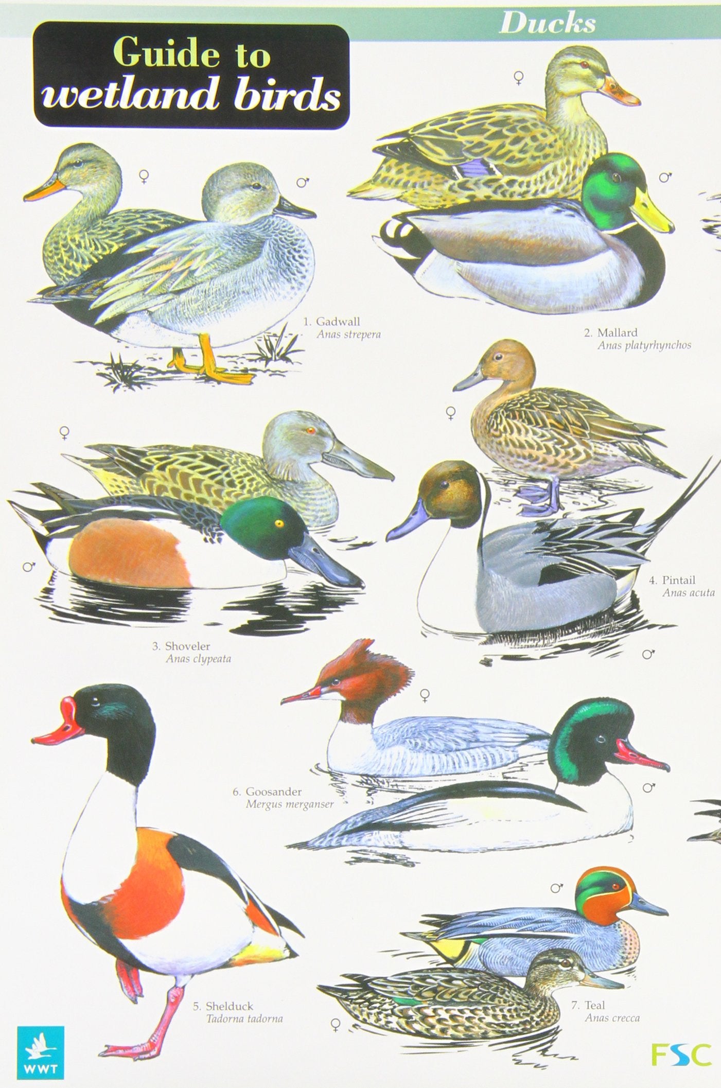A Guide to Wetland Birds (Occasional Publications S.) Mathematics
