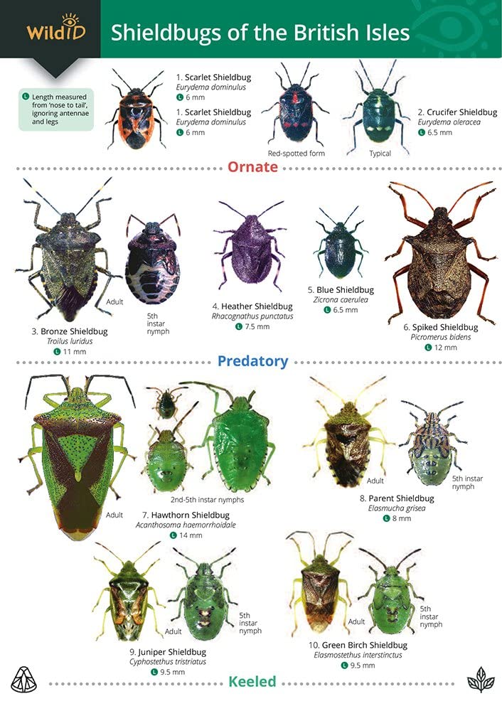 Guide to Shieldbugs of the British Isles book