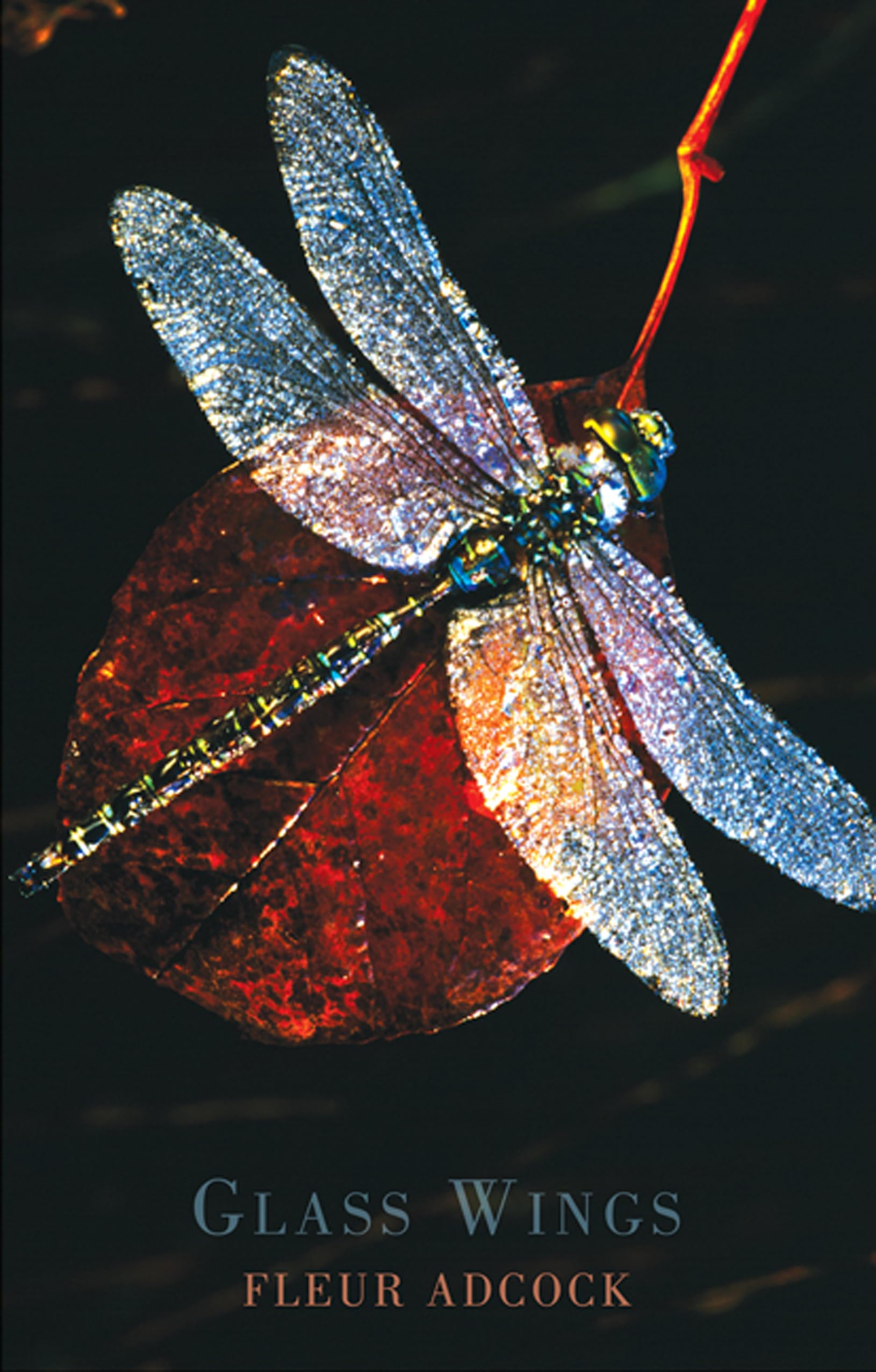 Glass Wings Poetry
