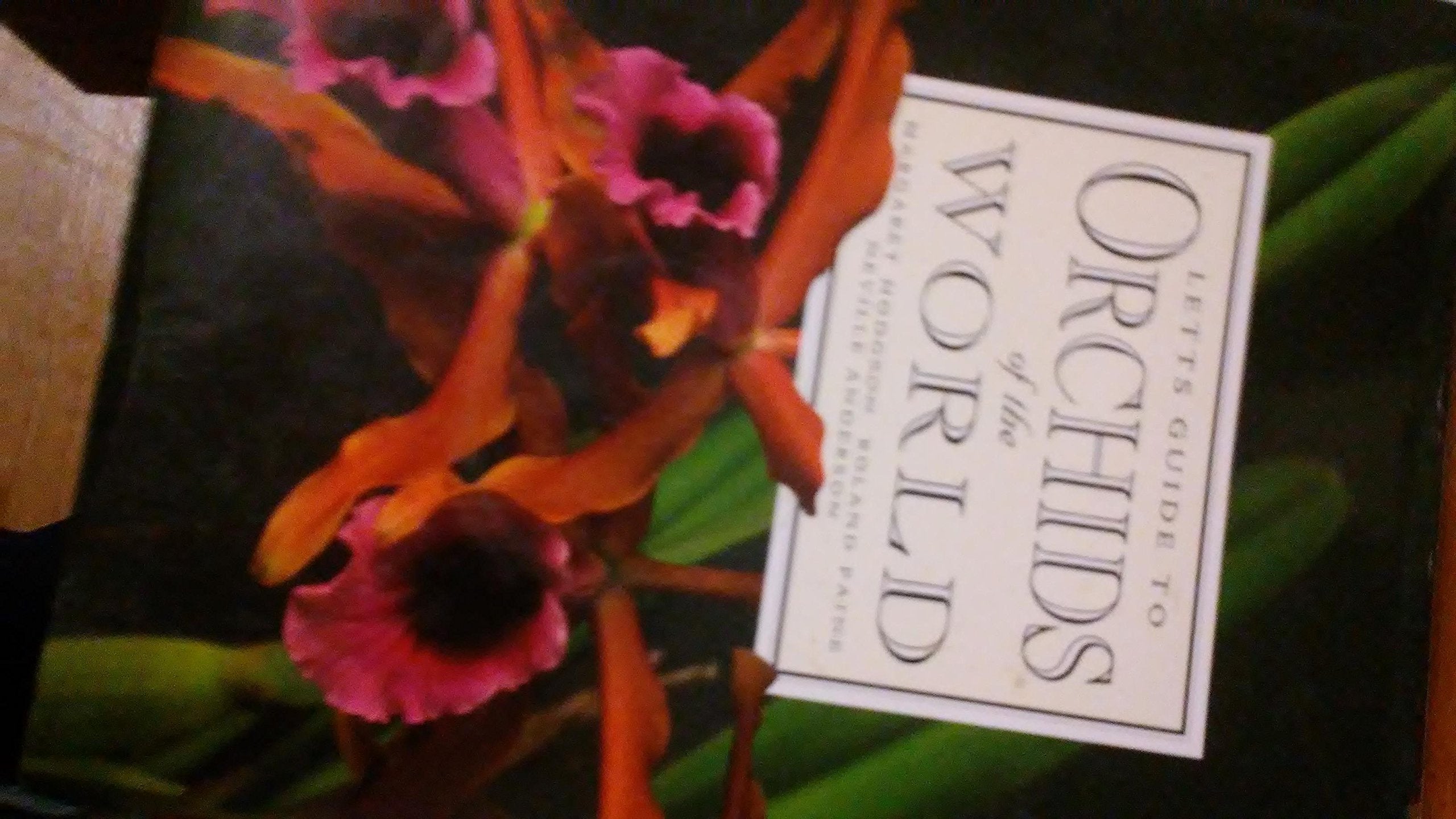 Letts Guide to Orchids of the World Garden & Plants