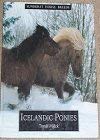 Icelandic Ponies (Sunburst Horse Breeds) Pets