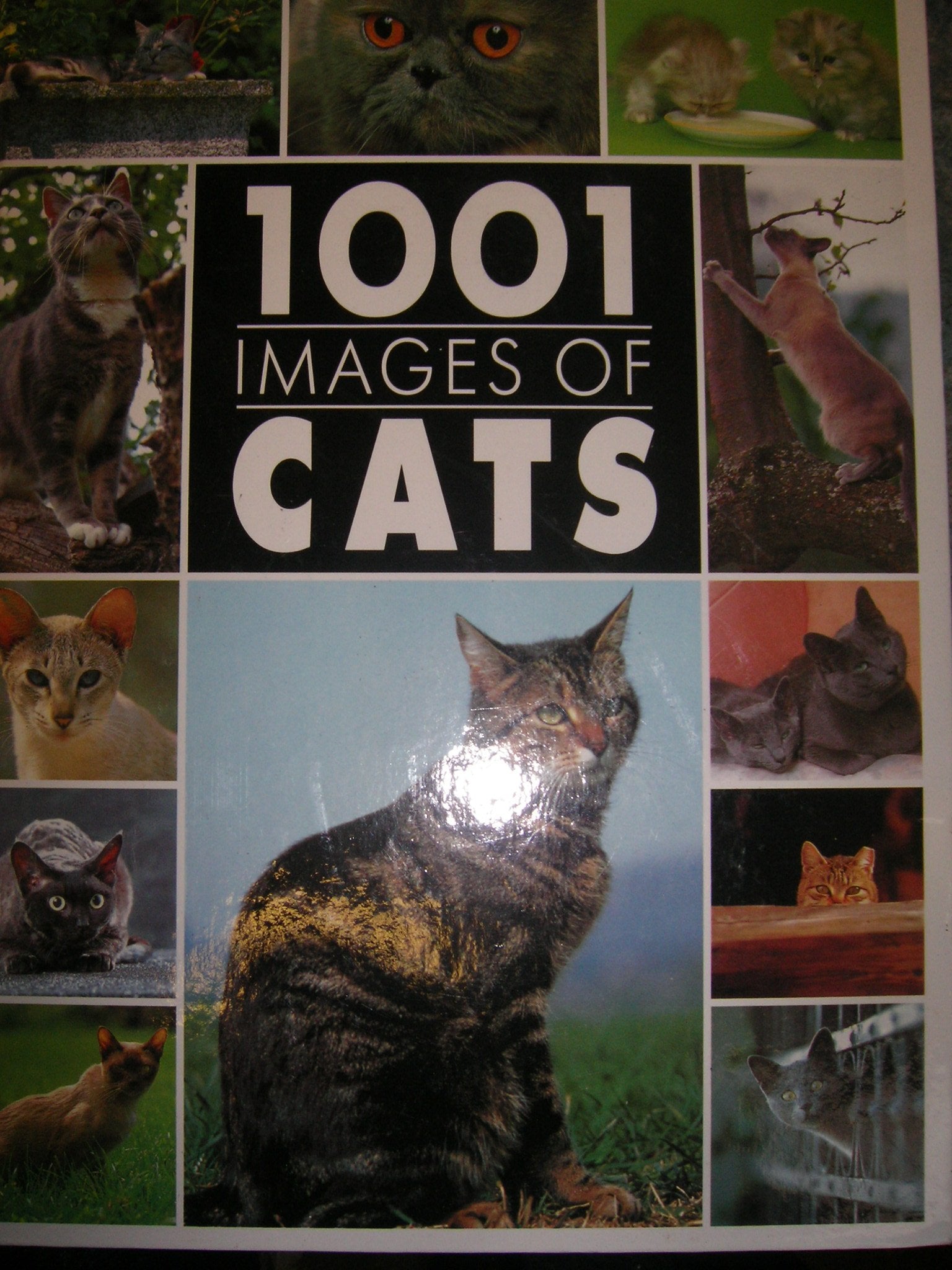 1001 IMAGES OF CATS Books
