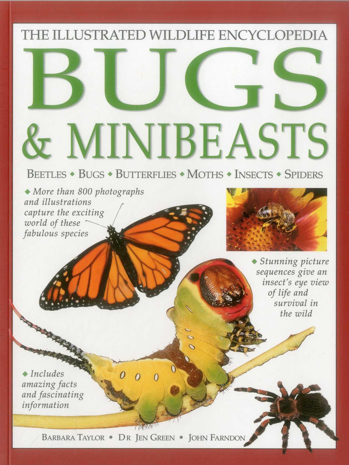 The Illustrated Wildlife Encyclopedia Bugs & Minibeasts: Beetles, Bugs, Butterflies, Moths, Insects, Spiders Non-fiction
