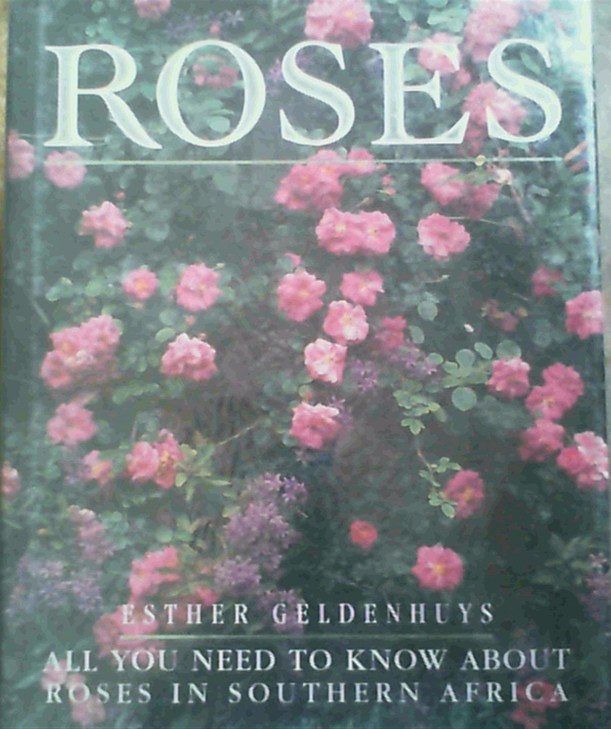 Roses: All You Need to Know About Roses in South Africa Garden & Plants