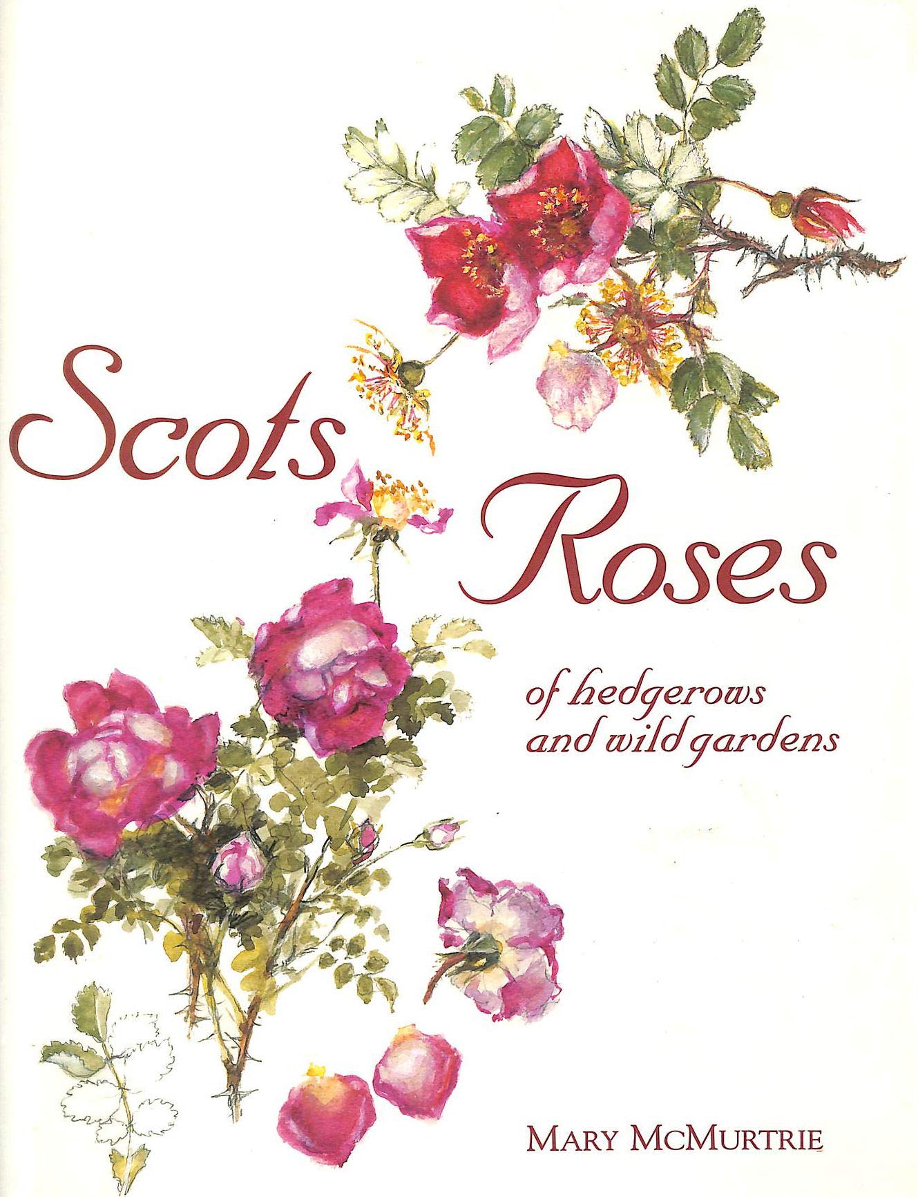 Scots Roses of Hedgerows and Wild Gardens Film, Art & Culture