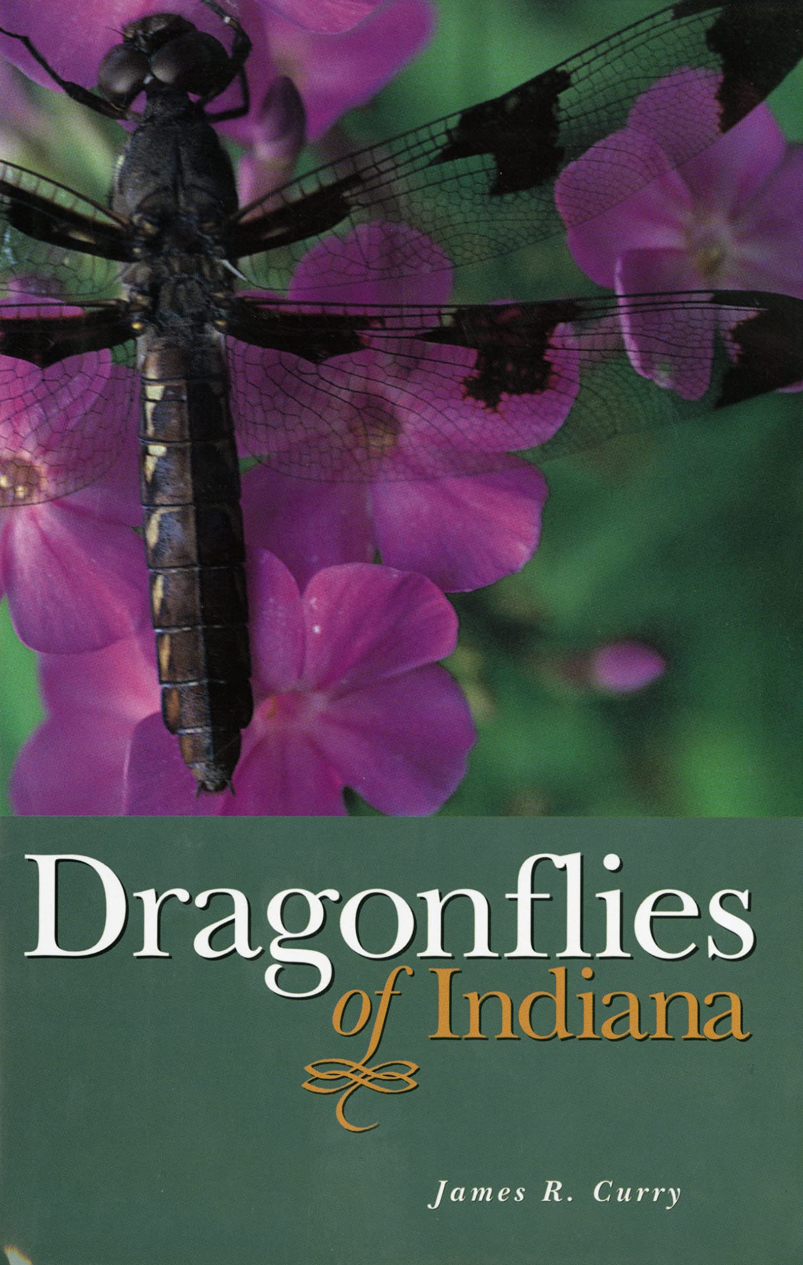 Dragonflies of Indiana Mathematics