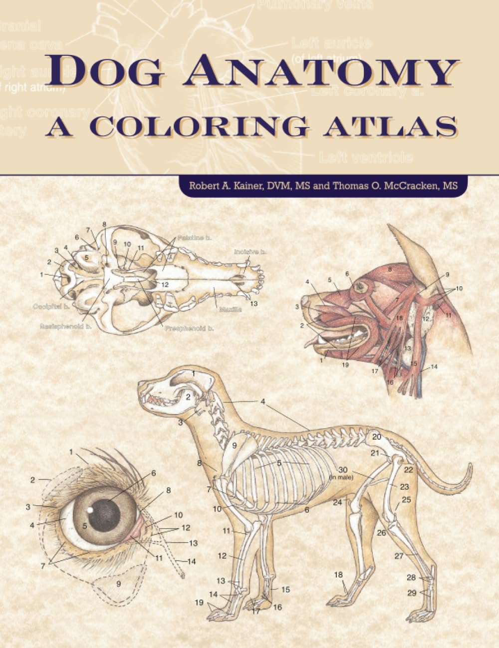 Dog Anatomy: A Coloring Atlas Medicine