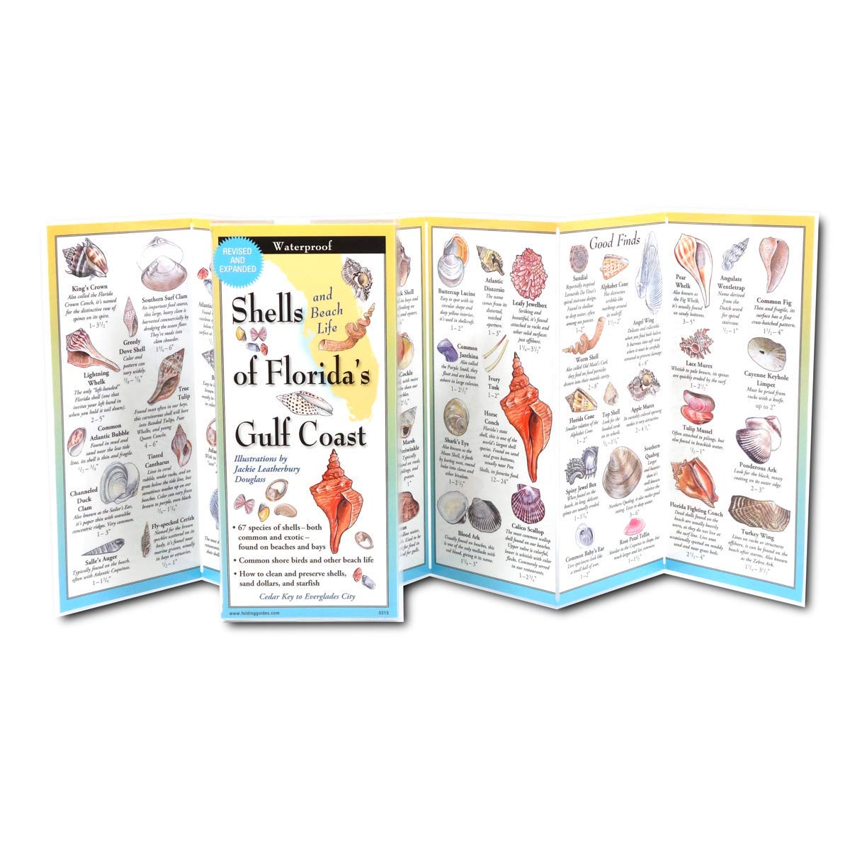 Shells and Beach Life of Florida's Gulf Coast (Foldingguides) Mathematics