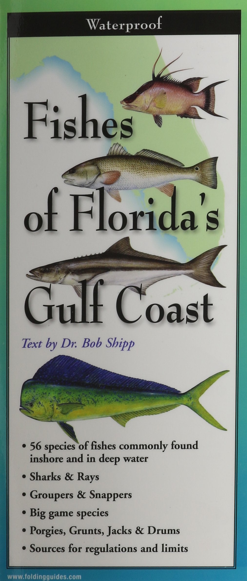Fishes of the Florida's Gulf Coast Mathematics