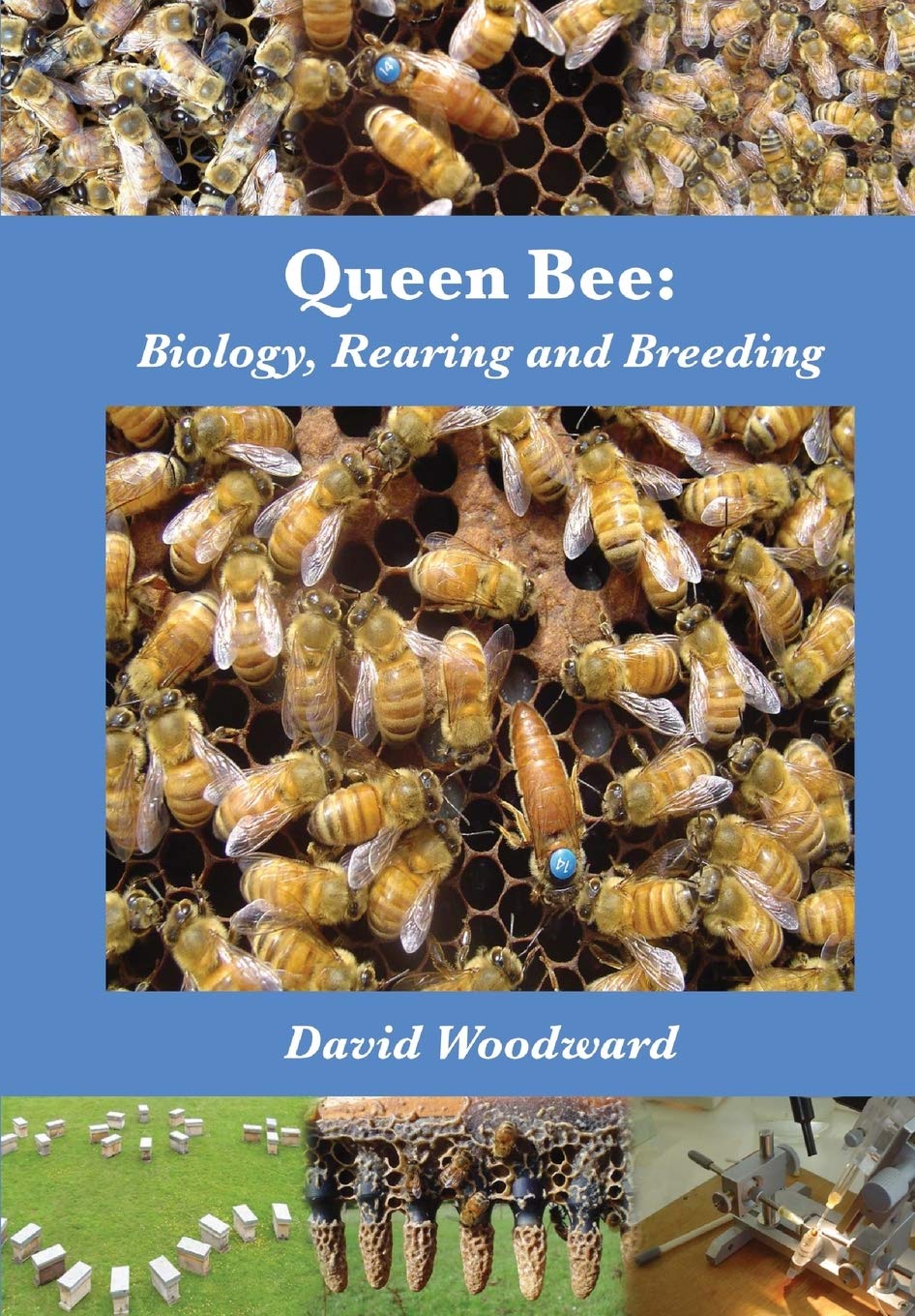 Queen Bee: Biology, Rearing and Breeding Mathematics