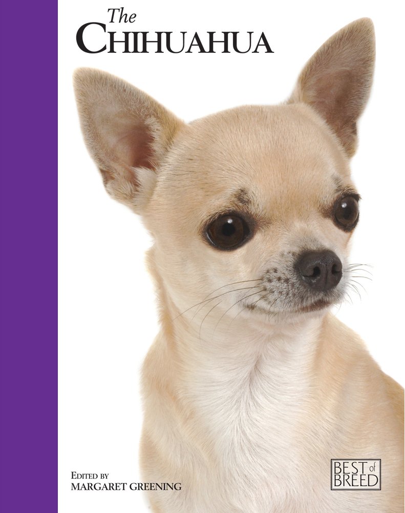 The Chihuahua (Best of Breed) Pets