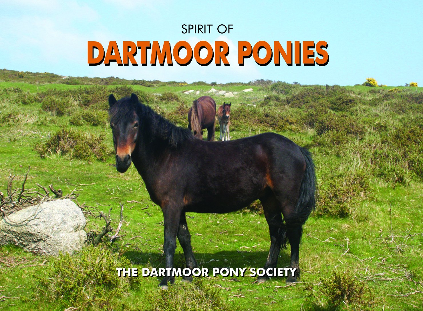 Spirit of Dartmoor Ponies Pets