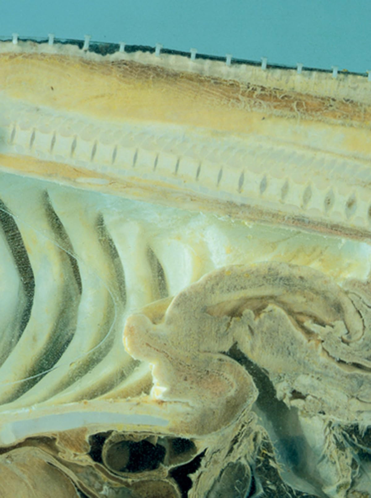 Damien Hirst: Requiem I: Ed.: Pinchuk Art Centre. English-Ukrainian Film, Art & Culture